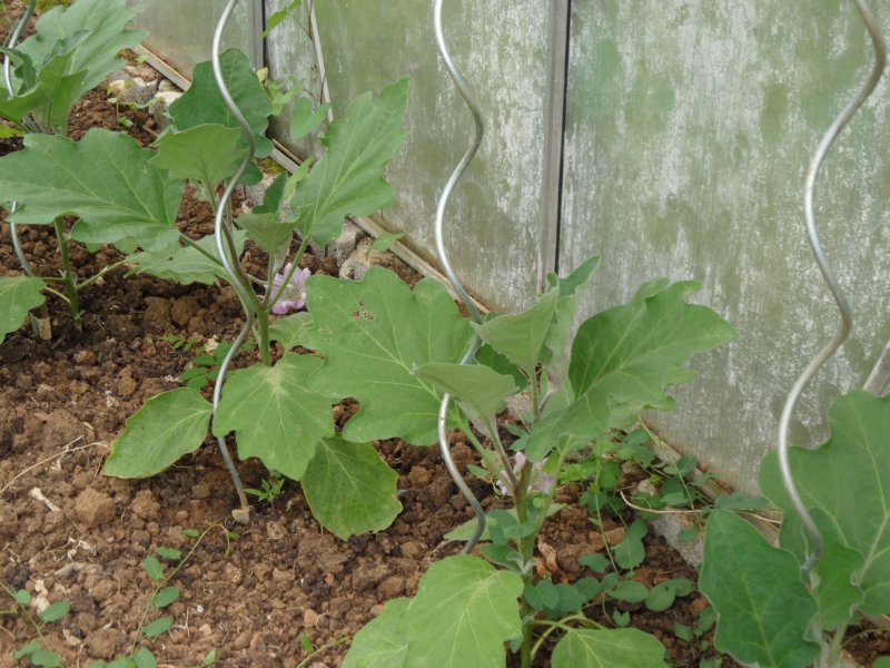 aubergines.jpg