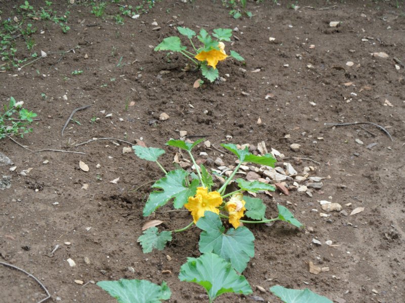 courgetten.jpg