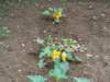 courgetten_small.jpg